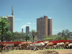 06B Cows And Donkeys Graze In Central Park With Teleposta Towers On Left, Round Kenyatta Centre, Brown Nyayo House In Nairobi Kenya In October 2000